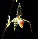 Paph. Susan booth